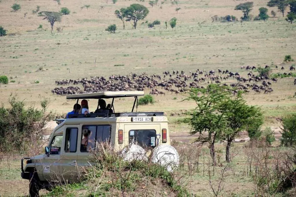 Game drive wild Animals