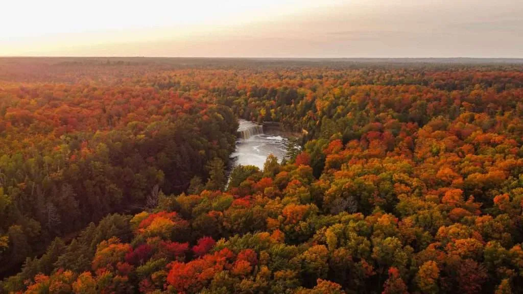 Tahquamenon Falls Leaves