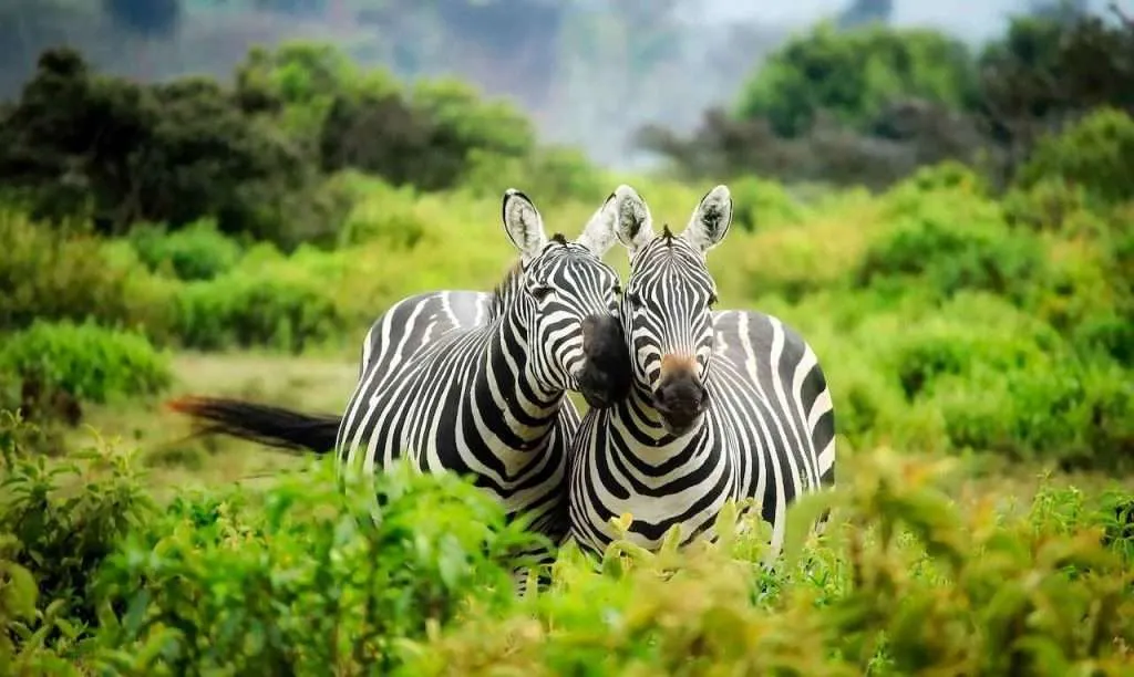 wild animal safari zebras